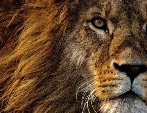 De beste Lion’s Mane van 2025!
